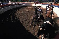 Horsemen In Traditional Hat And Poncho Herding Bull Around Rodeo Arena , Santiago ( Near ) , Chile