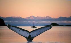 USA : ALASKA : INSIDE PASSAGE : Alaskan Fisherman In A Small Boat Are Visited By A Large Humpback Whale Near The City Of Juneau , Alaska