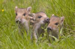 Three Young Wild Boars In A Clearing In The Wildwald Vosswinkel Preserve