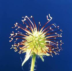 Geum Urbanum