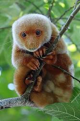 Spotted Cuscus ( Spilocuscus Maculatus Chrysorrhous ) From Coastal New Guinea