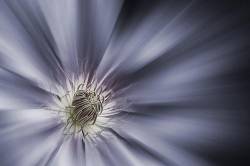 Clematis Nelly Moser , Abstract