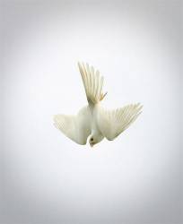 Albino Kestrel In Flight