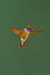 Black Chinned Hummingbird , In Flight Hovering , Archilochus Alexandri , Portal , Arizona , U S