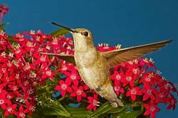 Black Chinned Hummingbird , In Flight Hovering Over Flower , Archilochus Alexandri , Portal , Arizona , U S