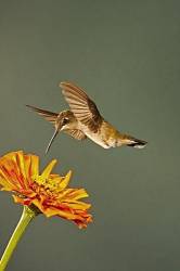 Black Chinned Hummingbird , In Flight Hovering Over Flower , Archilochus Alexandri , Portal , Arizona , U S