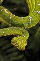 Emerald Tree Boa , Corallus Caninus South America