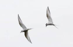 Twoarctic Terns