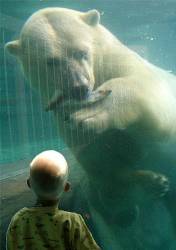 Polar Bear Eating Fish With Child Watching