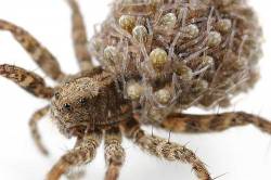 Female Wolf Spider Carrying Her Babies On Her Back For A Few Days After They Are Born Could Be Concept For Single Mother , Big Family , Kids Never Leaving Home Or Just A Heavy Burden
