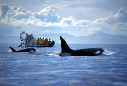 Orca Mother With Baby Coming Up For Air And Tourists In A Zodiac Watching , Vancouver , Canada