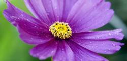 Pink Cosmos And Morning Dew