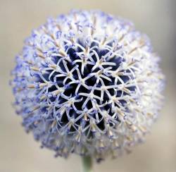 Echinops Bannaticus Flowerhead Square