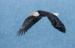 Eagle Snow Flight