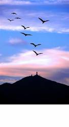 Chinese Herons & Tai Mo Shan The Highest Mountain With Doppler Weather Radar , Hong Kong , China