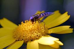 Hornet Like Hoverfly On Flower