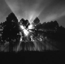 Sunlight Behind Forestation Of Eucalyptus Tranqueras Uruguay South America Latin America 2006
