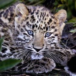 Amur Leopard Cub