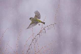   flying Greenfinch , Carduelis chloris , Europe  
