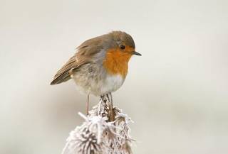  Robin perched on frosty teasel 