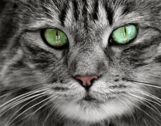 Cats! 