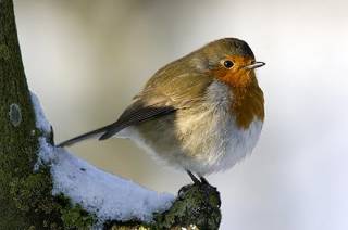 Winter 