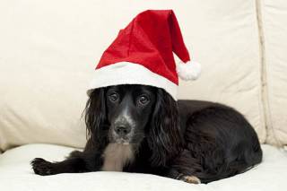  Cocker Spaniel Puppy in Santa Hat , England , UK , Europe 