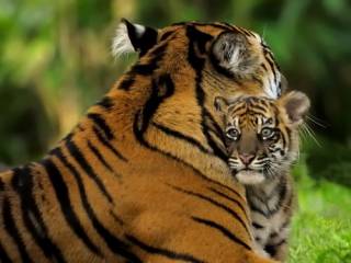 Endangered Species