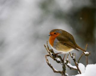  snow robin 