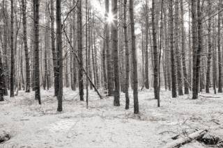 Winter forest by Basdorf