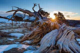 Bristlecone pine on Windy Ridge at sunrise in March, Windy Ridge Bristlecone Pine Scenic Area, near Alma, Colorado